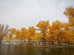 -金塔沙漠胡杨林景区