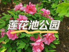 -莲花池公园