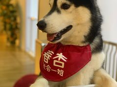 -Husky Go! 哈士奇体验馆·宠物咖啡厅狗咖