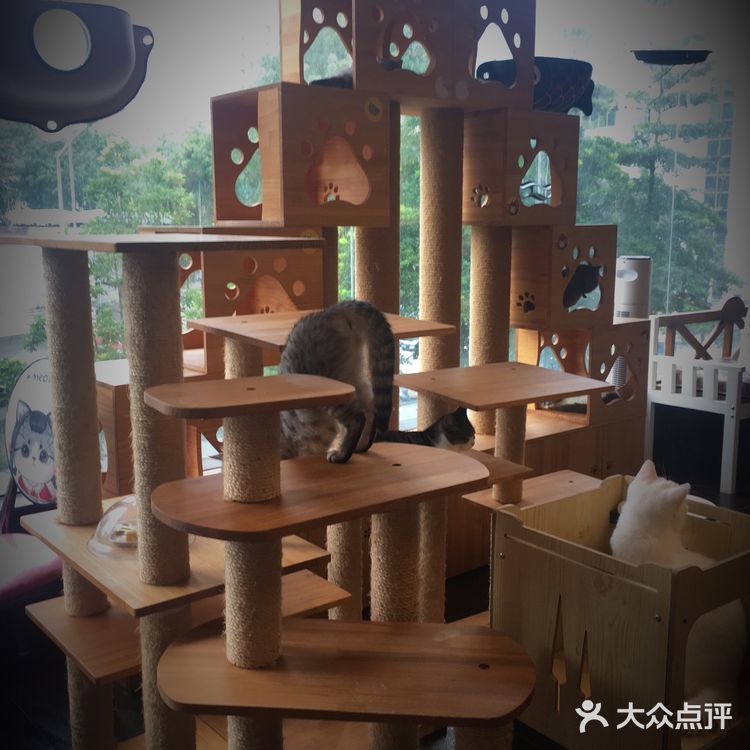 尤其是在自己忙碌一天休息的时候撸个猫解个乏