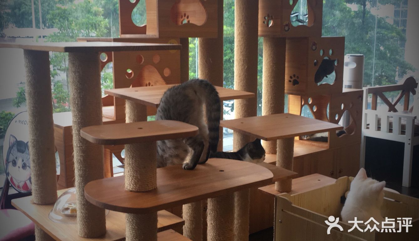 尤其是在自己忙碌一天休息的时候撸个猫解个乏