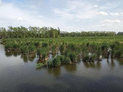 -白渔泡湿地公园