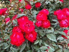 -人民公园(罗湖区)