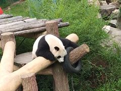 -沈阳森林动物园