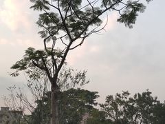 -清湖文化公园