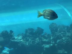 -亚龙湾海底世界