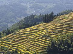 -紫鹊界梯田景区