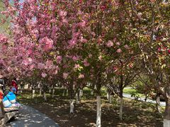 -长白岛森林公园