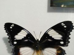 -上海昆虫博物馆