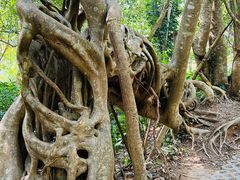 -中国科学院西双版纳热带植物园