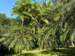 -中国科学院西双版纳热带植物园