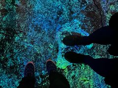 -奥兰多迪士尼动物王国乐园