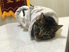 -宠爱国际动物医院· 猫科· 外科·中兽医(长白店)