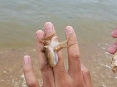 -碣石国家级海洋公园