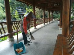 -金花茶公园