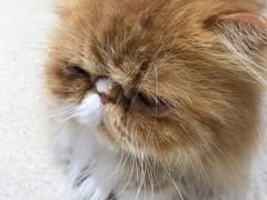 -藏猫猫咖啡主题馆(中央大道店)