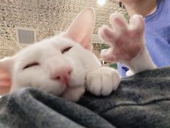-飞行喵MR PILOT|猫舍·猫咖(静安大融城店)