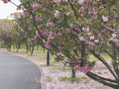 -嘉北郊野公园