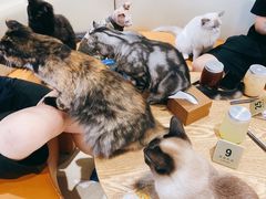 -藏猫猫咖啡主题馆(中央大道店)