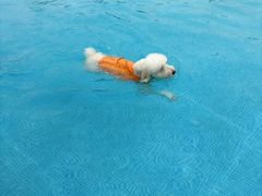 -爪吧宠物乐园 (温榆河示范区店)