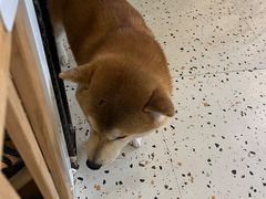 -喜柴咖啡·柴犬狗咖