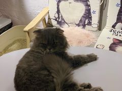 -喵屿·大理花园猫咖