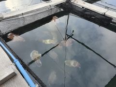 -蓝湾碧波·老字号·疍家非遗海上餐厅