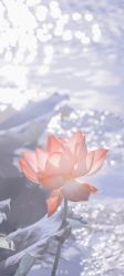 -小梨·OndaPro·专业脱毛连锁机构