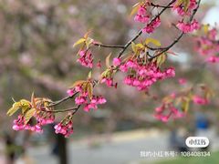 -上海辰山植物园