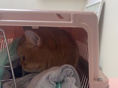 -美联众合动物医院·24h京西诊疗中心