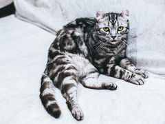 -藏猫猫咖啡主题馆(中央大道店)