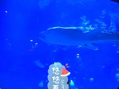 -烟台海昌鲸鲨海洋公园