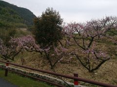-莫干山郡安里度假酒店-桃尖中餐厅