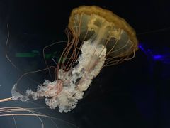 -欢乐海岸海洋奇梦馆