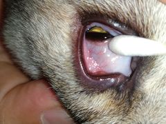 -芭比堂动物医院·犬猫全科·异宠专科(雁塔分院)
