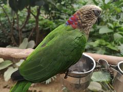 -南宫五洲植物乐园