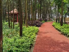 -铁山坪森林公园