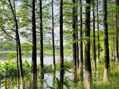 -艾溪湖湿地公园