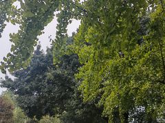 -找不到凉面(新都粮食局毗河油厂职工宿舍大院店)