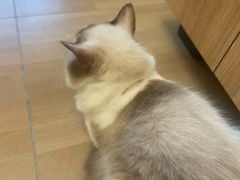 -唐小姐の私宠·宠物洗护美容·撸猫馆·购宠(周浦万达旗舰店)