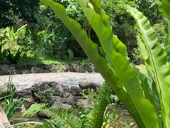 -深圳仙湖植物园