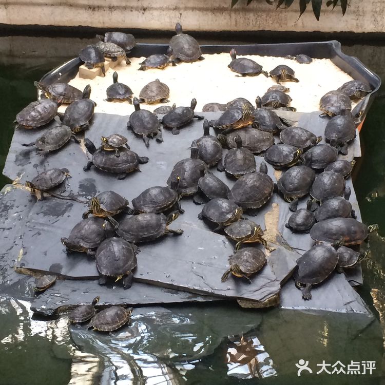 西班牙马德里阿托查火车站乌龟植物乐园