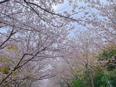 -高东镇樱花园