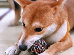 -逗柴咖啡屋·狗咖猫咖宠物桌游