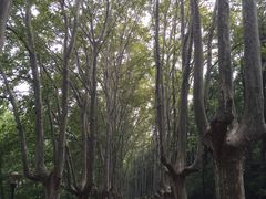 -灵谷景区