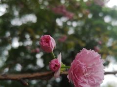 -观澜湖生态运动公社