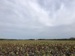 -天津东丽湖风景区