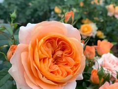 -深圳国际园林花卉博览园