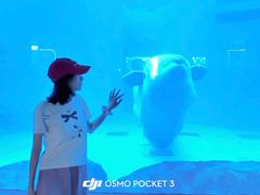 -海合安成都极地海洋公园