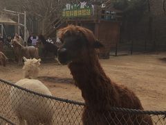 -大连森林动物园